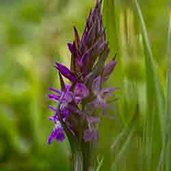 Breitblättriges Knabenkraut_Flora