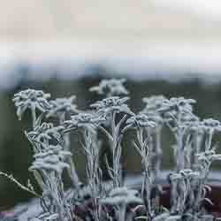 Edelweiss_Flora