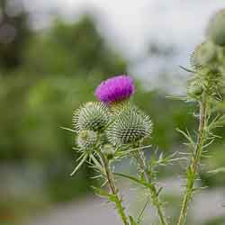 Gewöhnliche Kratzdistel_Flora