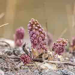 Gewöhnliche Pestwurz_Flora