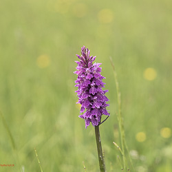 Knabenkraut_Flora