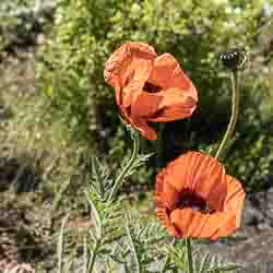 Mohn_Flora