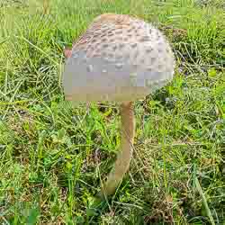 Pilz_Flora