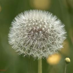 Pusteblume_Flora