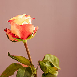 Rose_Flora