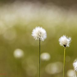 Scheiden-Wollgras_Flora