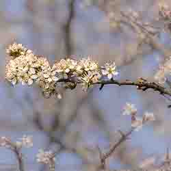 Schlehdorn_Flora