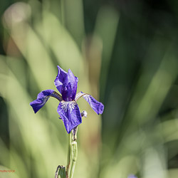 Sibirische Schwertlilie_Flora