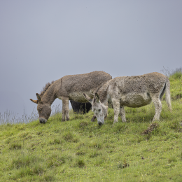 050A3887-2_fauna
