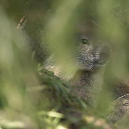 20240928-R51_5137-Verbessert-RR_fauna_hoch (1)