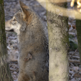 20240928-R51_5137-Verbessert-RR_fauna_hoch (2)