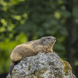 20240928-R51_5137-Verbessert-RR_fauna_hoch (3)