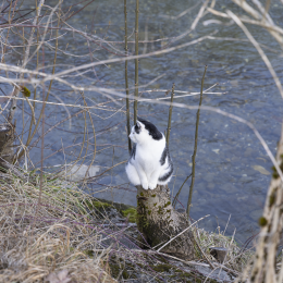20240928-R51_5137-Verbessert-RR_fauna_hoch (4)