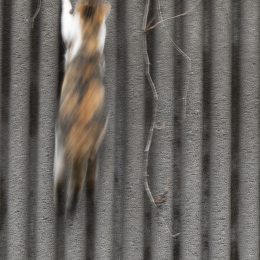 20240928-R51_5137-Verbessert-RR_fauna_hoch (6)