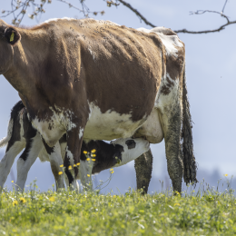 20250412-R51_2302-Verbessert-RR_fauna