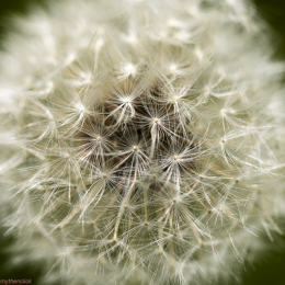 Pusteblume