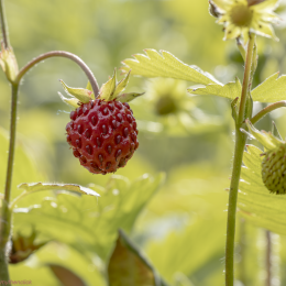 Wilde Erdbeere