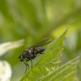 Undefinierbare Fliege