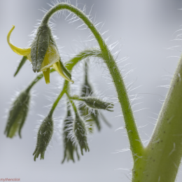 Tomatenblüten
