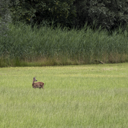 R51_4591_fauna