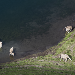 R51_9645_fauna_fauna